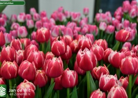 Tulipa Columbus ® (3)